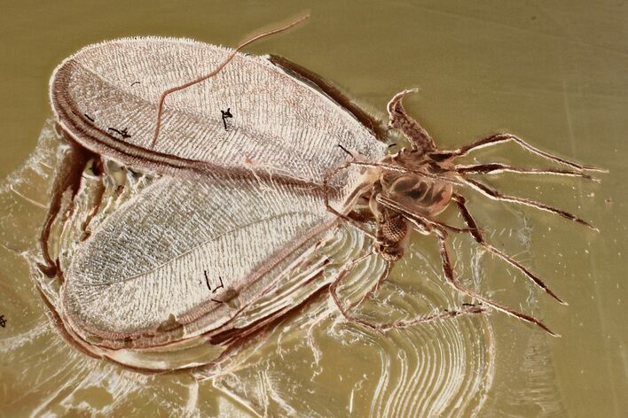 Fossil Winged Scale Insect (Coccoidea) in Baltic Amber #367477